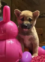 Scarlet , a female Shiba Inu for sale in Elizabethtown, KY – Photo 4 of 10