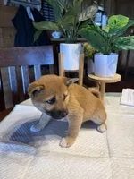 Scarlet (5), a female Shiba Inu for sale in Elizabethtown, KY – Photo 2 of 10