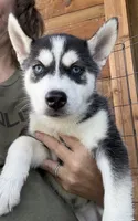 Heart, a female Siberian Husky for sale in Elizabethtown, KY – 10 of 10