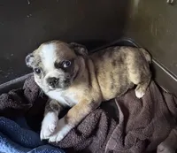 Lily, a female Boston Terrier and Pug for sale in Elizabethtown, KY – Photo 6 of 7