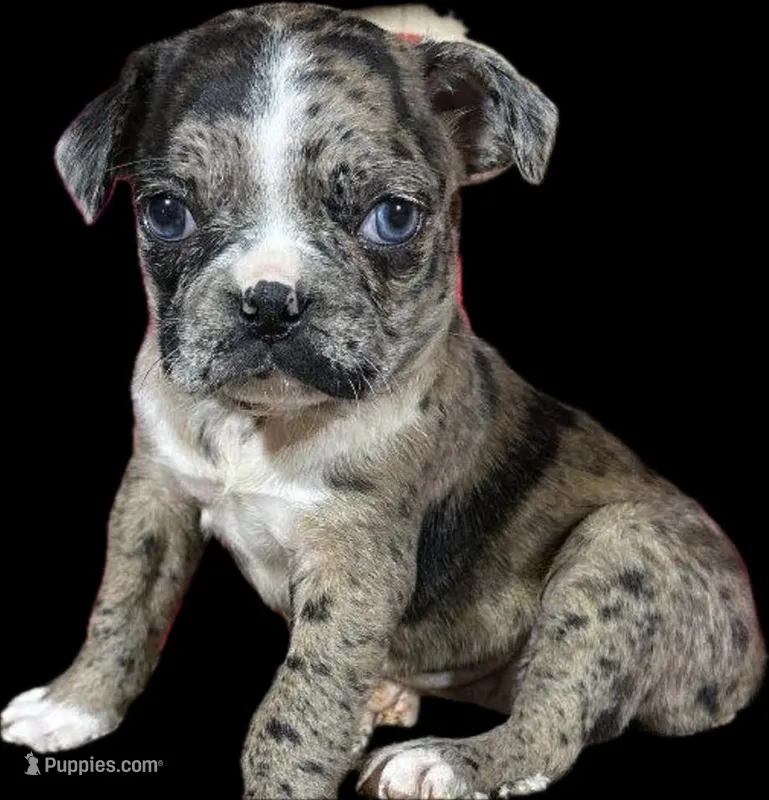 Lily – Boston Terrier, Pug puppy for sale in Elizabethtown, KY