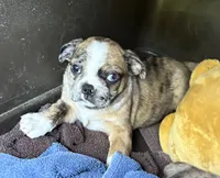 Lily, a female Boston Terrier and Pug for sale in Elizabethtown, KY – Photo 2 of 7