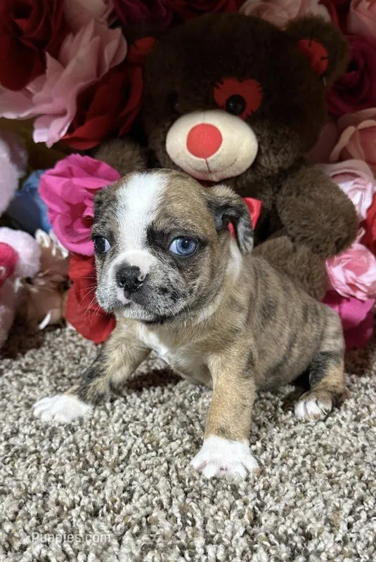 Lily – Boston Terrier, Pug puppy for sale in Elizabethtown, KY