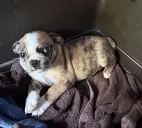 Lily, a female Boston Terrier and Pug for sale in Elizabethtown, KY – Photo 5 of 7