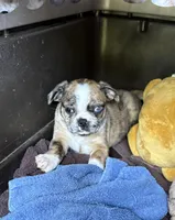 Lily, a female Boston Terrier and Pug for sale in Elizabethtown, KY – Photo 7 of 7