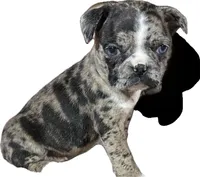 Lily, a female Boston Terrier and Pug for sale in Elizabethtown, KY – Photo 2 of 2