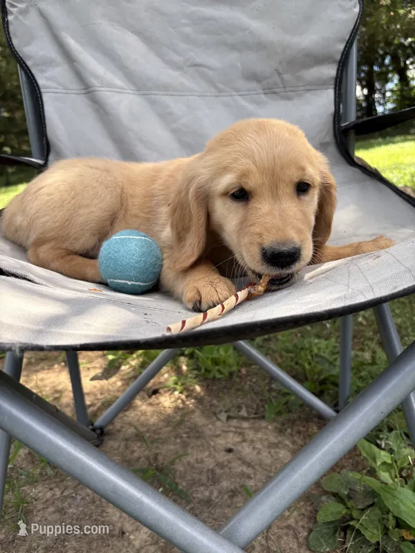 Bashful – Golden Retriever puppy for sale in Elizabethtown, KY