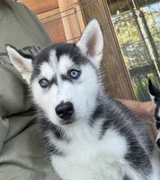 Queen, a female Siberian Husky for sale in Elizabethtown, KY – 4 of 10
