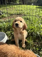 Princess, a female Golden Retriever for sale in Elizabethtown, KY – 3 of 10