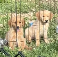 Bashful, a female Golden Retriever for sale in Elizabethtown, KY – 6 of 9