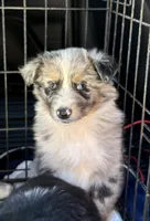 Blue Merle-opal, a female Australian Shepherd for sale in Elizabethtown, KY – 3 of 9