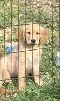 Bashful, a female Golden Retriever for sale in Elizabethtown, KY – 3 of 9