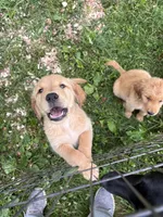 Sleepy , a male Golden Retriever for sale in Elizabethtown, KY – 10 of 10