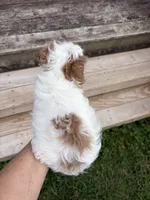 Lemon, a female Cavapoo for sale in Elizabethtown, KY – 4 of 7