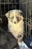 Blue Merle-opal, a female Australian Shepherd for sale in Elizabethtown, KY – 4 of 9