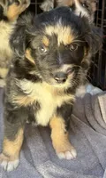 Bluish Merle tricolor -Onyx, a female Australian Shepherd for sale in Elizabethtown, KY – 1 of 8