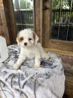 Coconut , a female Cavapoo for sale in Elizabethtown, KY – 4 of 9