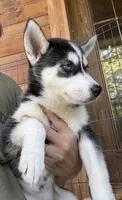Heart, a female Siberian Husky for sale in Elizabethtown, KY – 9 of 10