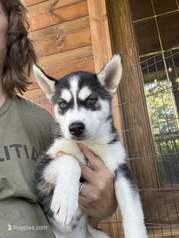 Heart – Siberian Husky puppy for sale in Elizabethtown, KY