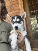 Heart, a female Siberian Husky for sale in Elizabethtown, KY – 3 of 10