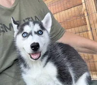 Queen, a female Siberian Husky for sale in Elizabethtown, KY – 7 of 10