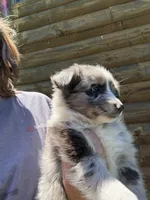 Blue Merle-opal, a female Australian Shepherd for sale in Elizabethtown, KY – 5 of 9