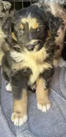 Bluish Merle tricolor -Onyx, a female Australian Shepherd for sale in Elizabethtown, KY – 4 of 8