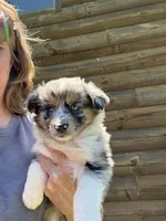 Blue Merle- Pearl, a female Australian Shepherd for sale in Elizabethtown, KY – 5 of 9