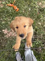 Grumpy, a male Golden Retriever for sale in Elizabethtown, KY – 3 of 9