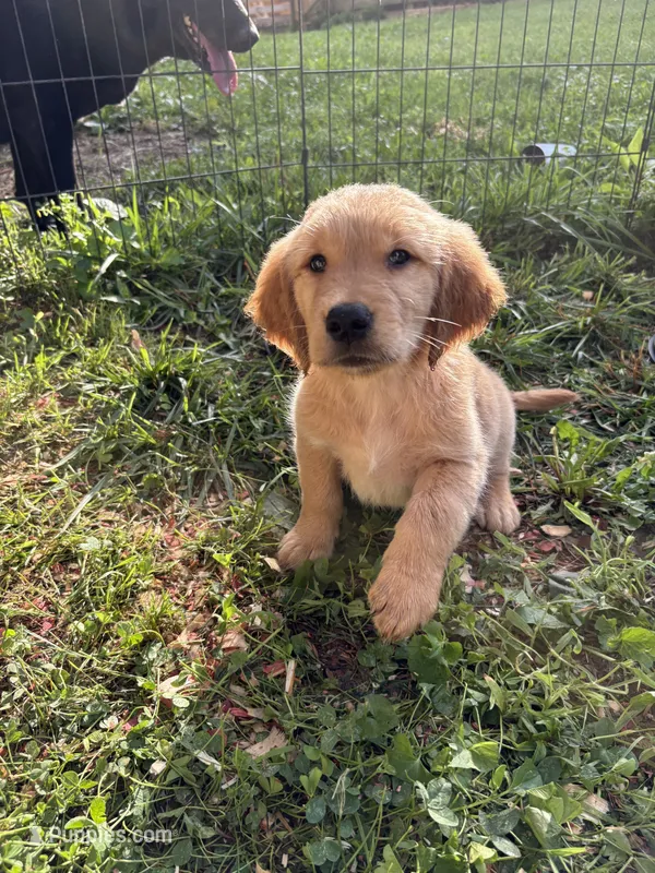 Sleepy  – Golden Retriever puppy for sale in Elizabethtown, KY