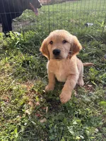 Sleepy , a male Golden Retriever for sale in Elizabethtown, KY – 1 of 10