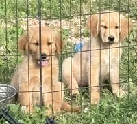 Bashful, a female Golden Retriever for sale in Elizabethtown, KY – 5 of 9
