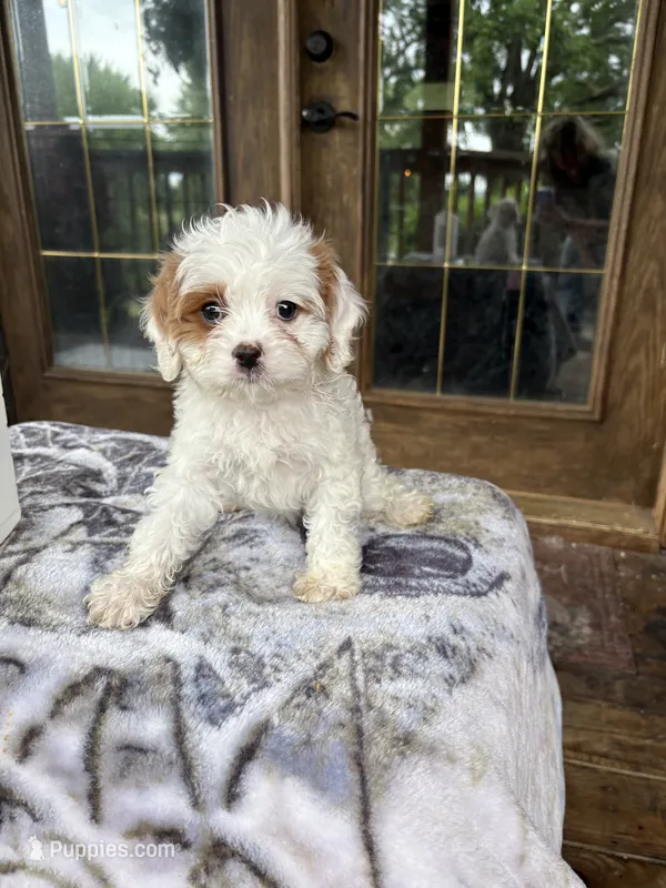 Coconut  – Cavapoo puppy for sale in Elizabethtown, KY