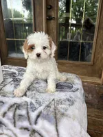Coconut , a female Cavapoo for sale in Elizabethtown, KY – 1 of 9