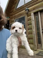 Coconut , a female Cavapoo for sale in Elizabethtown, KY – 7 of 9