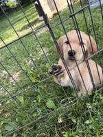 Sleepy , a male Golden Retriever for sale in Elizabethtown, KY – 9 of 10