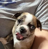 Lily , a female Boston Terrier and Pug for sale in Elizabethtown, KY – Photo 9 of 10