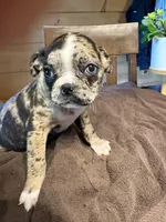 Lily , a female Bugg for sale in Elizabethtown, KY – Photo 2 of 10