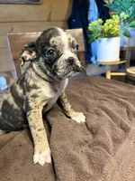 Lily , a female Bugg for sale in Elizabethtown, KY – Photo 3 of 10