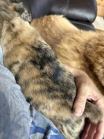 Lily , a female Boston Terrier and Pug for sale in Elizabethtown, KY – Photo 10 of 10