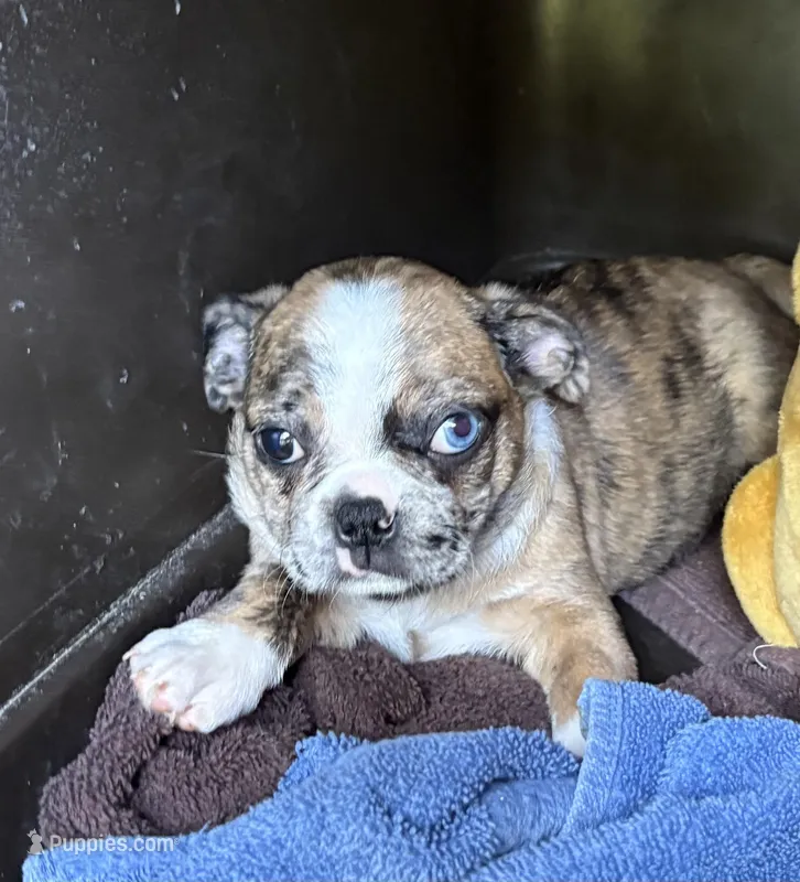Lily  – Bugg puppy for sale in Elizabethtown, KY