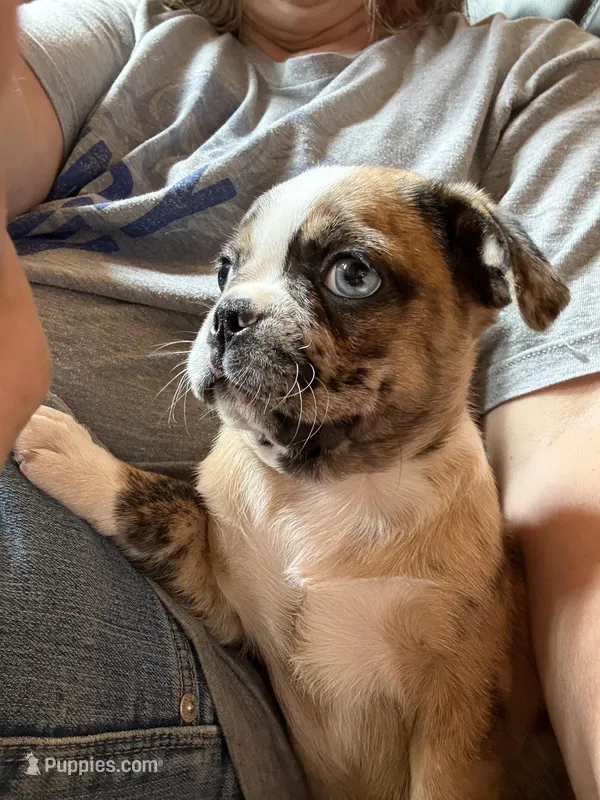 Lily  – Boston Terrier, Pug puppy for sale in Elizabethtown, KY