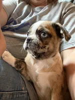 Lily , a female Boston Terrier and Pug for sale in Elizabethtown, KY – Photo 3 of 10