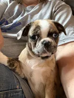 Lily , a female Boston Terrier and Pug for sale in Elizabethtown, KY – Photo 2 of 10