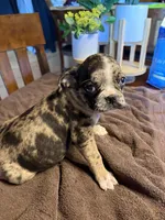 Lily , a female Bugg for sale in Elizabethtown, KY – Photo 7 of 10