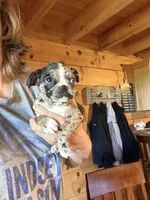 Lily , a female Bugg for sale in Elizabethtown, KY – Photo 4 of 10