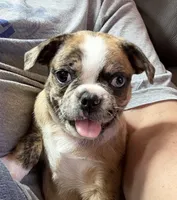 Lily , a female Boston Terrier and Pug for sale in Elizabethtown, KY – Photo 8 of 10