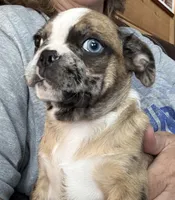 Lily , a female Boston Terrier and Pug for sale in Elizabethtown, KY – Photo 6 of 10