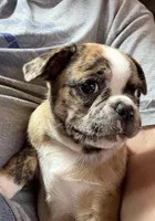 Lily , a female Boston Terrier and Pug for sale in Elizabethtown, KY – Photo 7 of 10