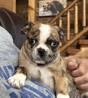 Lily , a female Boston Terrier and Pug for sale in Elizabethtown, KY – Photo 4 of 10